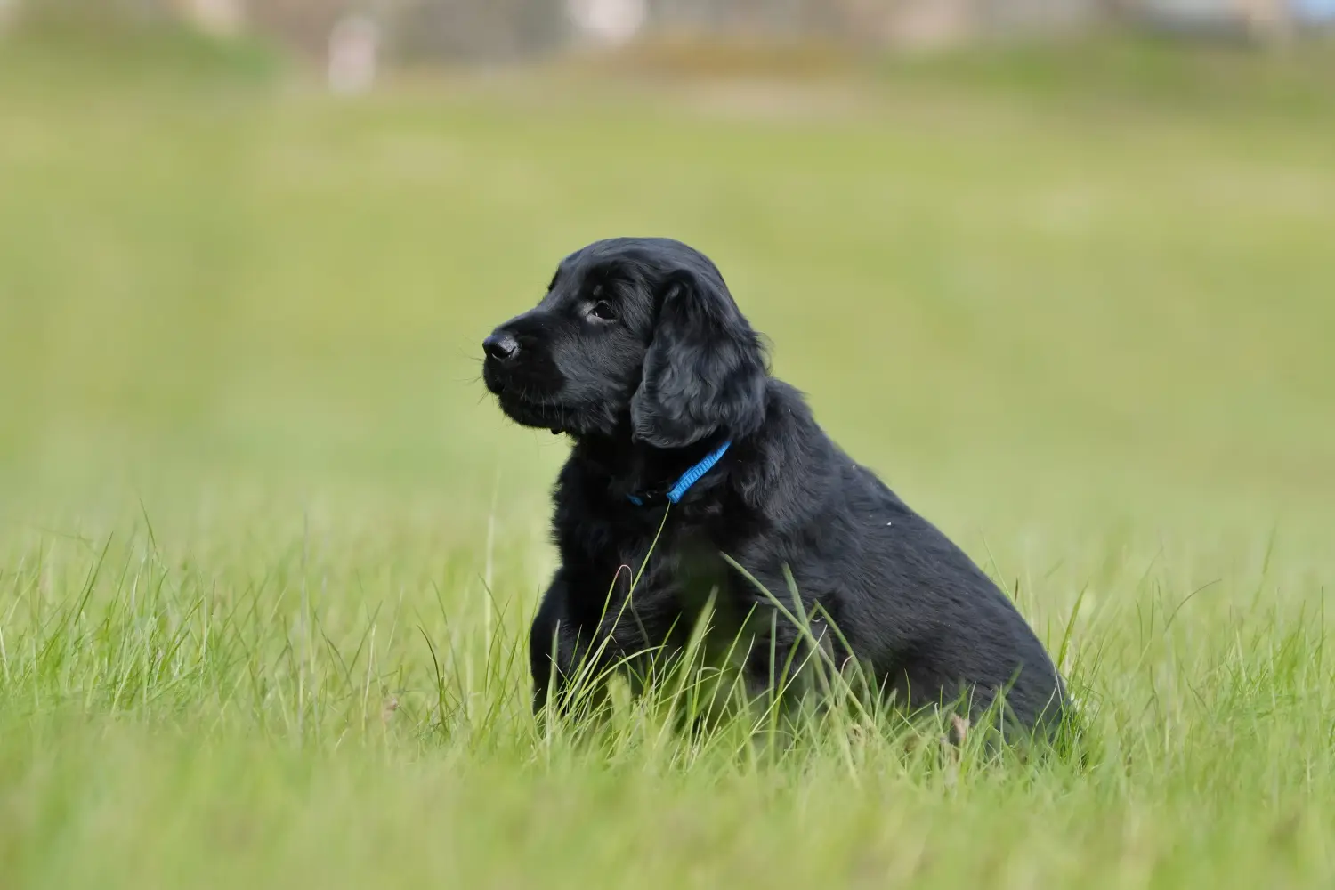 Egy Flat Coated Retriever kiskutya megvásárlása felelősségvállalást jelent! Vásároljon Flat Coated Retriever kiskutyákat.