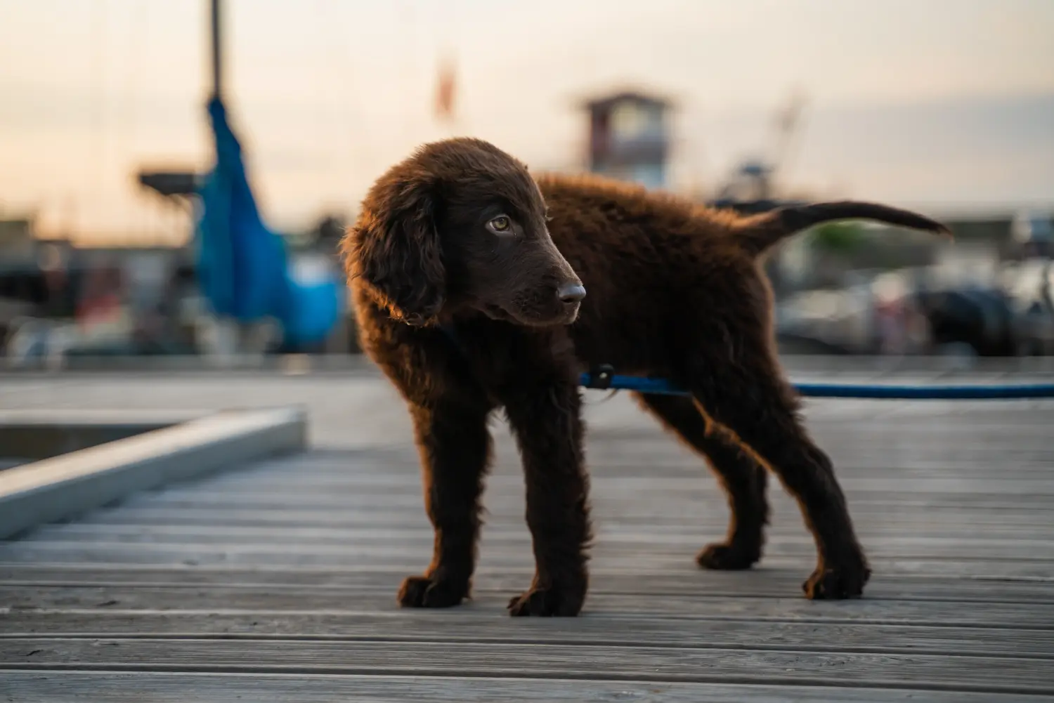 Egy Flat Coated Retriever kiskutya megvásárlása felelősségvállalást jelent! Vásároljon Flat Coated Retriever kiskutyákat.
