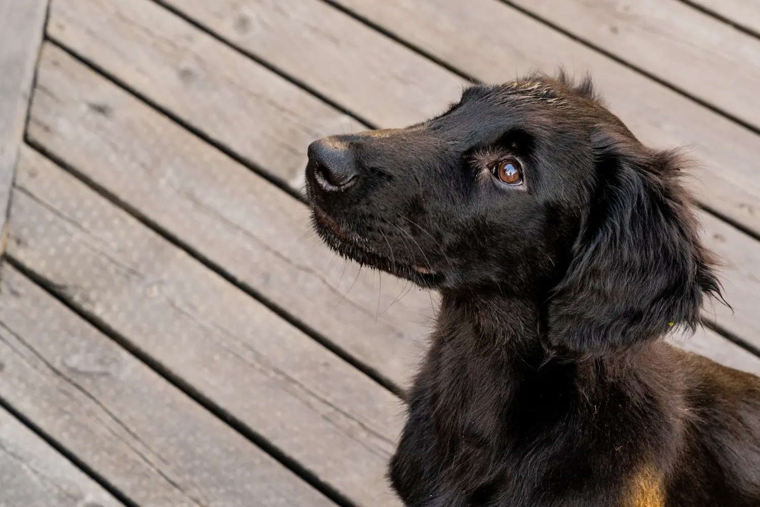 Egy Flat Coated Retriever kiskutya megvásárlása felelősségvállalást jelent! Vásároljon Flat Coated Retriever kiskutyákat.
