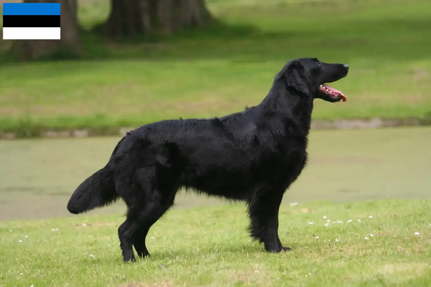 Flat Coated Retriever kiskutyák és tenyésztők Észtország Keress Flat Coated Retriever tenyésztőket Észtországban.