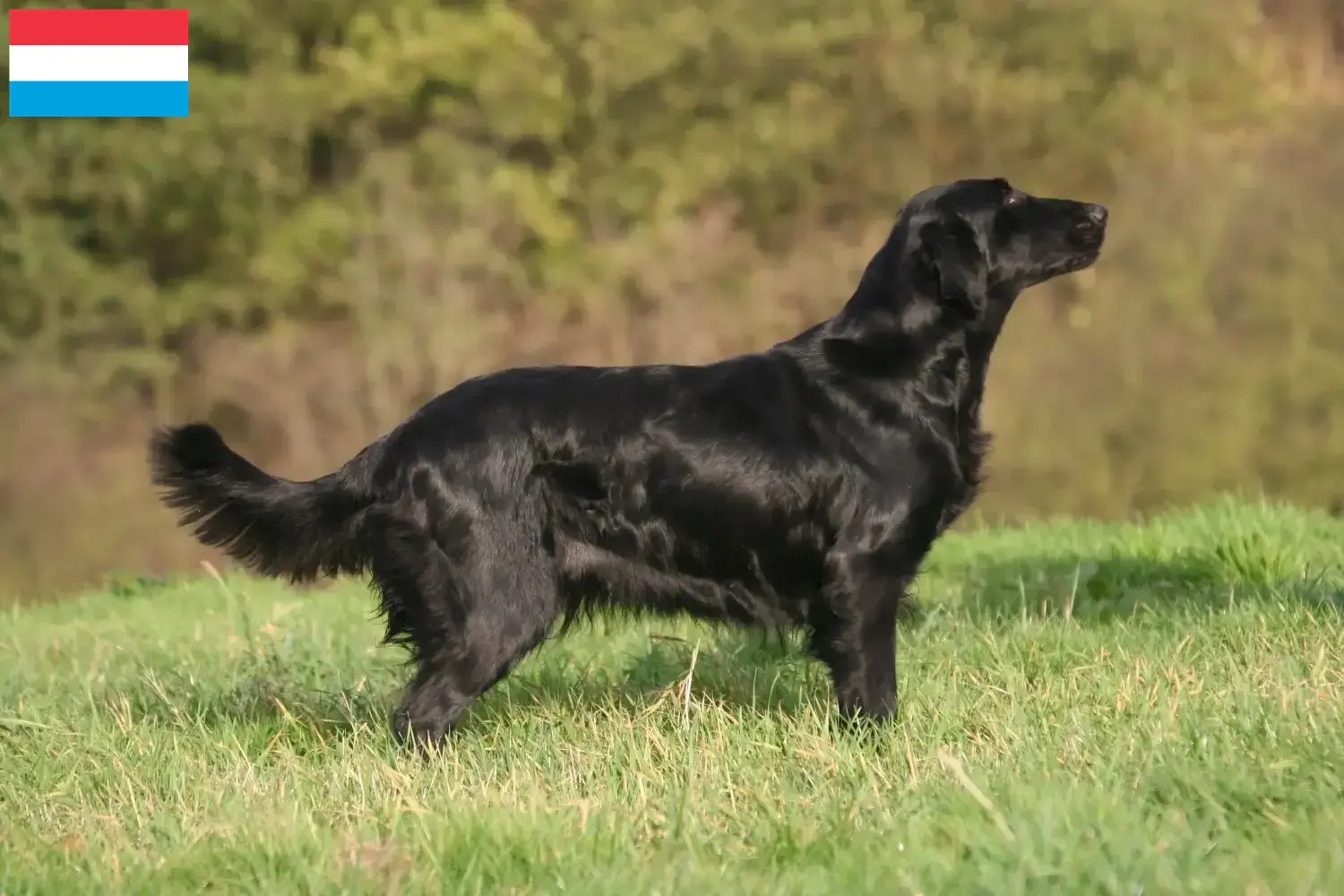 Flat Coated Retriever kiskutyák és tenyésztők Luxemburg Keress Flat Coated Retriever tenyésztőket Luxemburg területén.