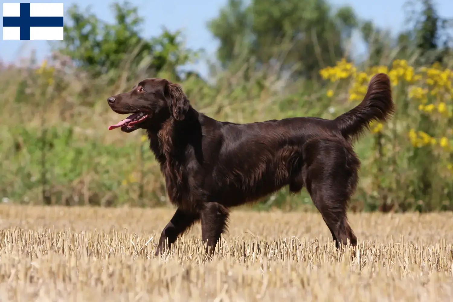 Flat Coated Retriever kiskutyák és tenyésztők Finnország Keress Flat Coated Retriever tenyésztőket Finnországban.