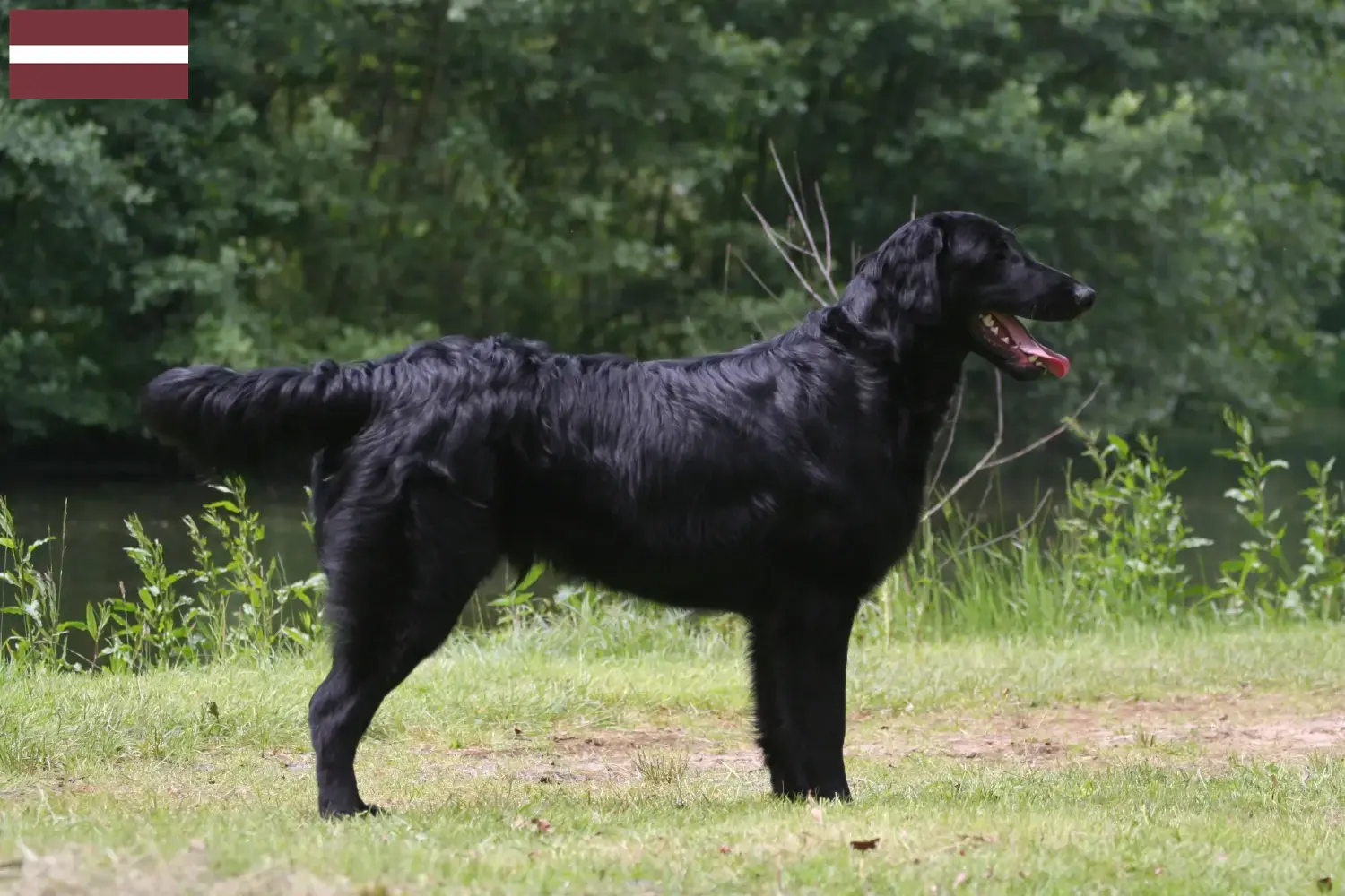 Flat Coated Retriever kiskutyák és tenyésztők Lettország Keress Flat Coated Retriever tenyésztőket Lettországban.