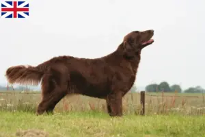 Read more about the article Flat Coated Retriever tenyésztők és kölykök Nagy-Britanniában