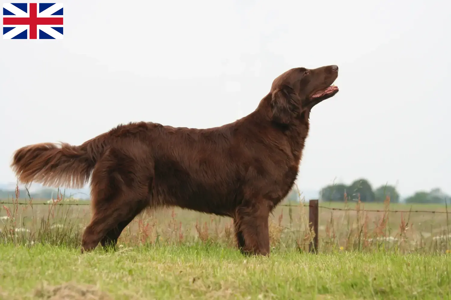 Flat Coated Retriever kiskutyák és tenyésztők Nagy-Britannia Itt találhat Flat Coated Retriever tenyésztőket Nagy-Britanniában.