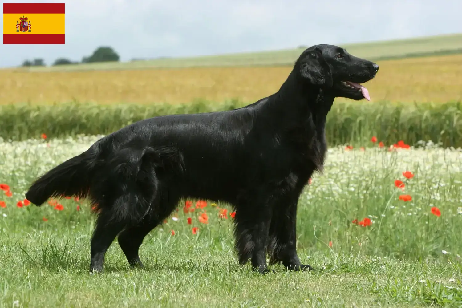 Flat Coated Retriever kiskutyák és tenyésztők Spanyolország Itt találhat Flat Coated Retriever tenyésztőket Spanyolországban.