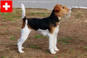Read more about the article Foxterrier tenyésztők és kölykök Svájcban