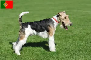 Read more about the article Foxterrier tenyésztők és kölykök Portugáliában