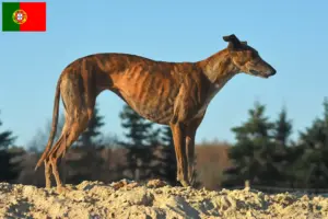 Read more about the article Galgo Espanol tenyésztők és kölykök Portugáliában