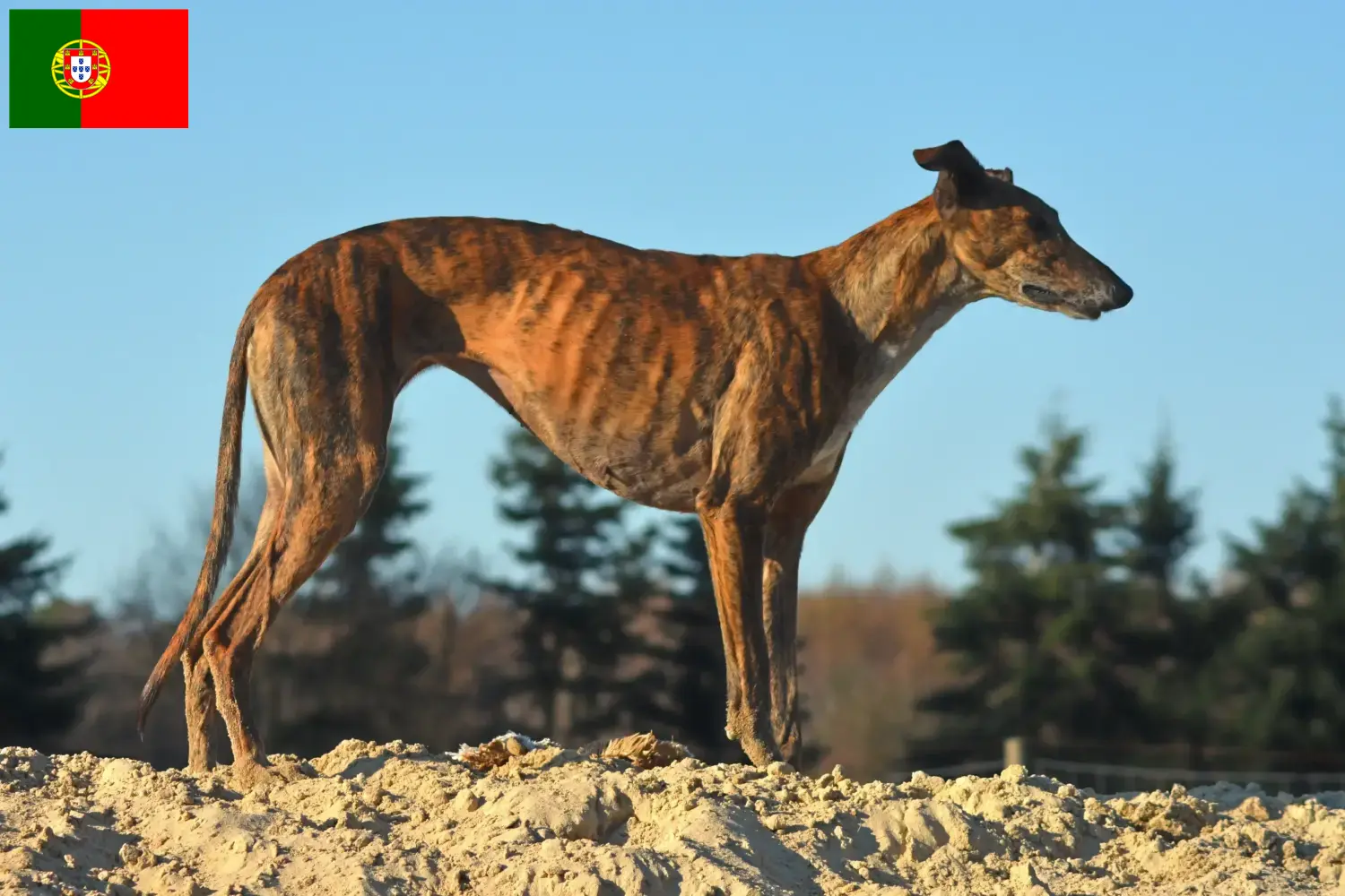 Galgo Espanol kiskutyák és tenyésztők Portugália Itt megtalálja a Galgo Espanols tenyésztőket Portugáliában.