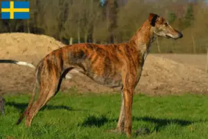 Read more about the article Galgo Espanol tenyésztők és kölykök Svédországban