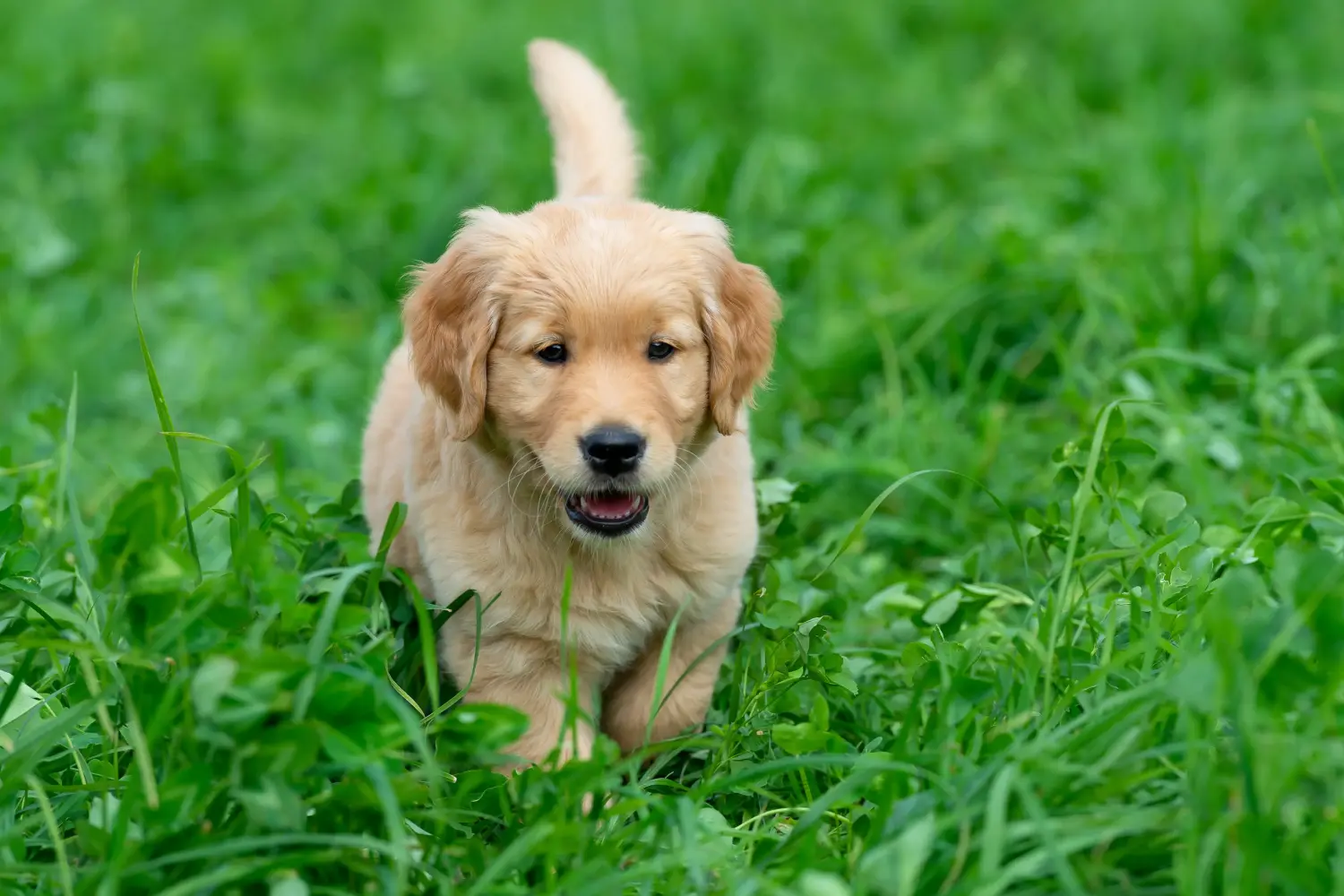Golden retriever kölyökkutya vásárlása felelősségvállalást jelent! Golden retriever kiskutyák vásárlása.