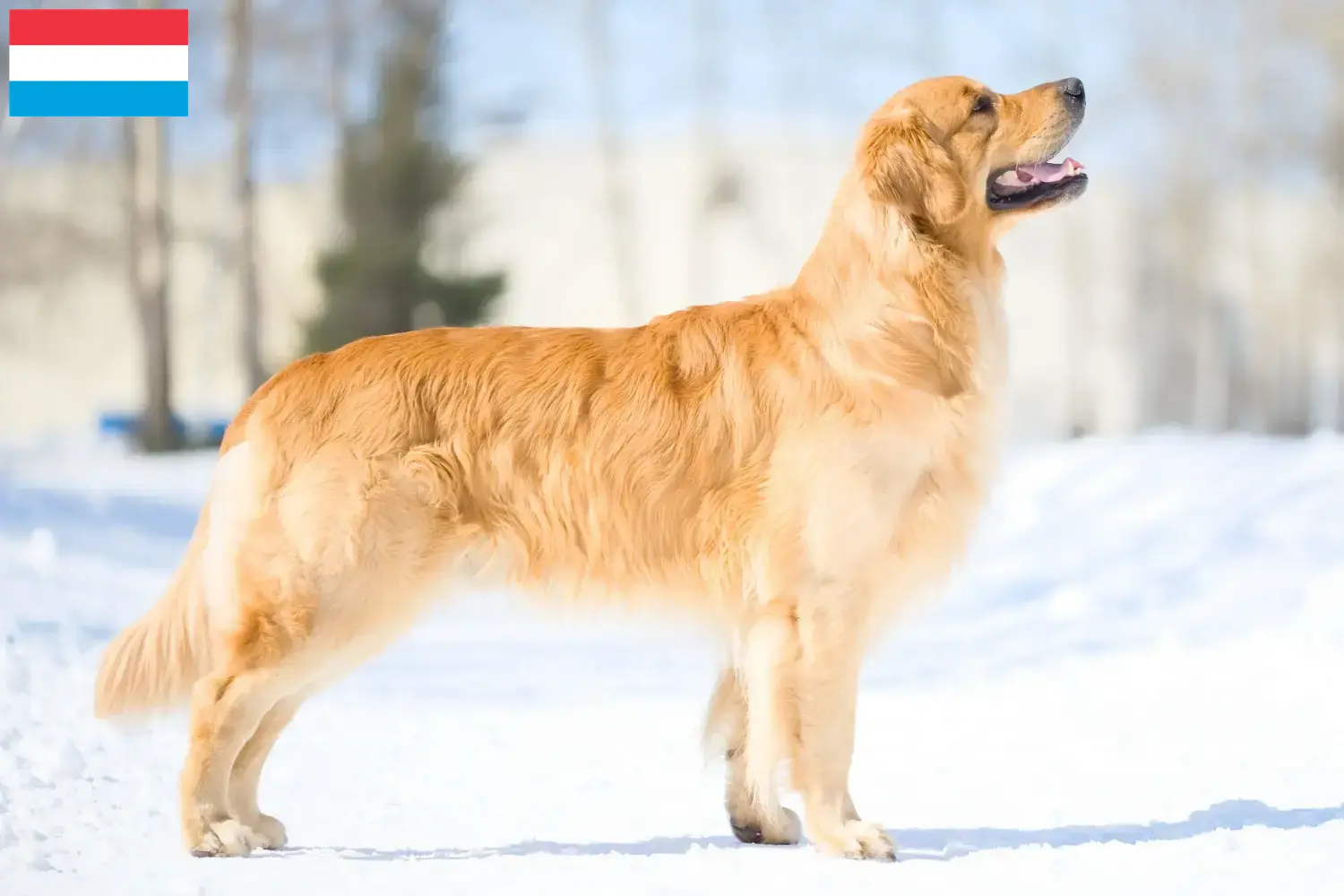 Golden Retriever kiskutyák és tenyésztők Luxemburg Itt találhat Golden Retriever tenyésztőket Luxemburgban.