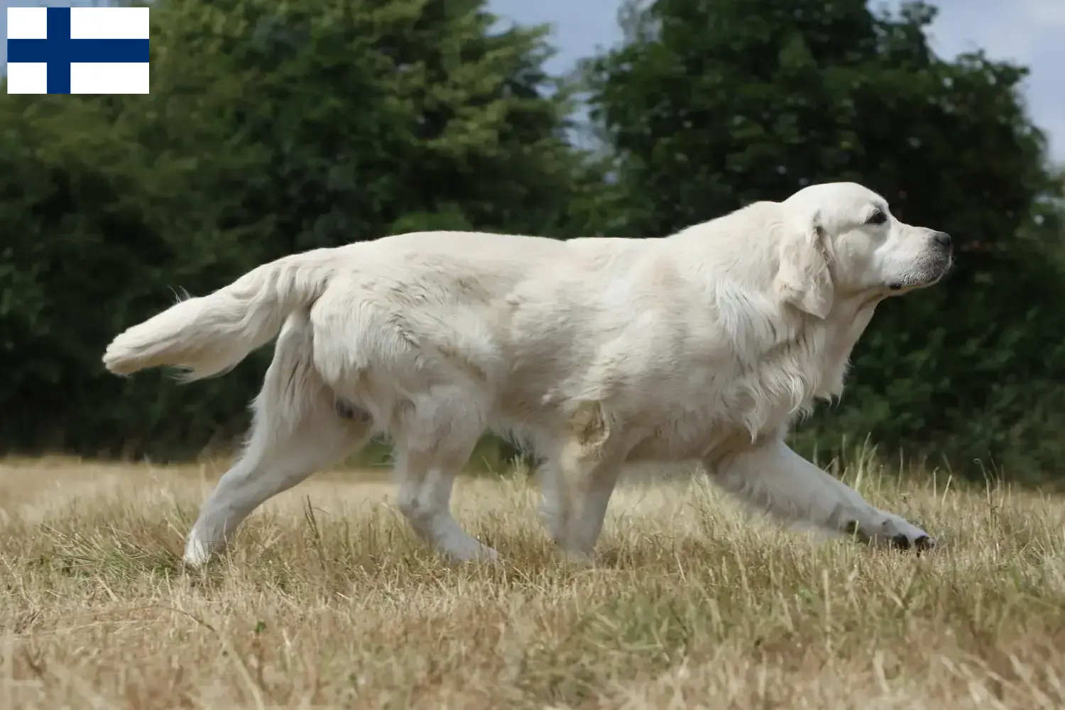 Golden Retriever kiskutyák és tenyésztők Finnország Itt megtalálja a Golden Retriever tenyésztőket Finnországban.