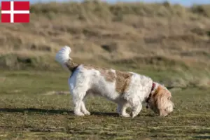 Read more about the article Grand Basset Griffon Vendéen tenyésztők és kiskutyák Dánia területén