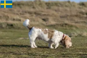 Read more about the article Grand Basset Griffon Vendéen tenyésztők és kölykök Svédországban