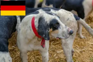 Read more about the article Grand Bleu de Gascogne tenyésztők és kiskutyák Németországban