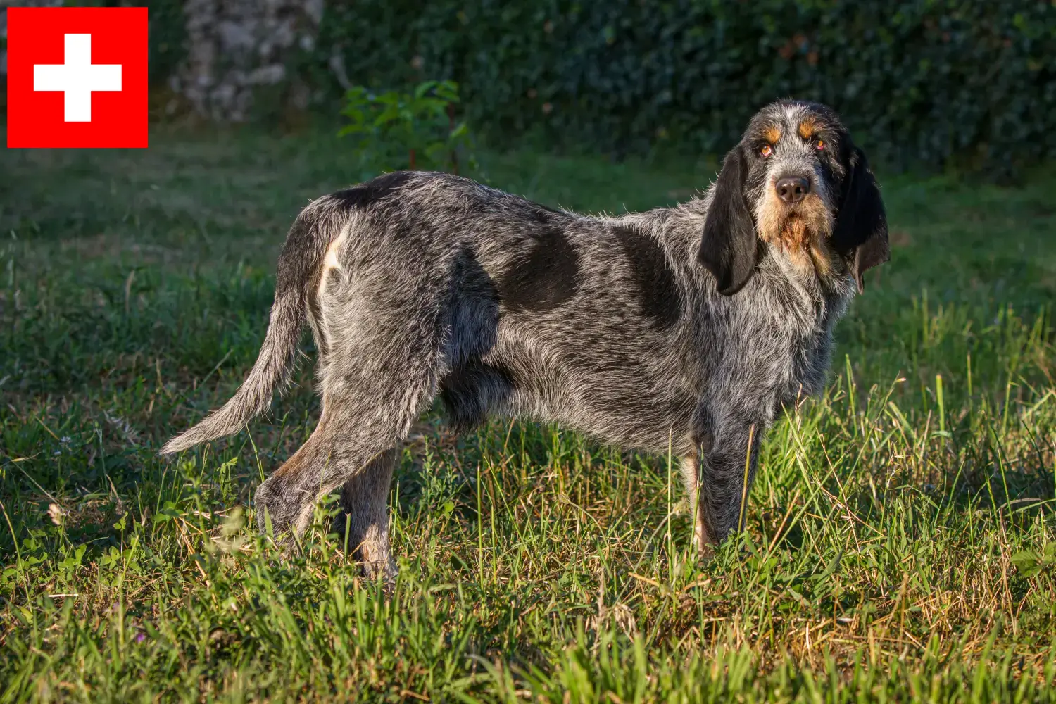 Griffon Bleu de Gascogne kölykök és tenyésztők Svájcban Találd meg a Griffon Bleu de Gascognes tenyésztőket Svájcban.