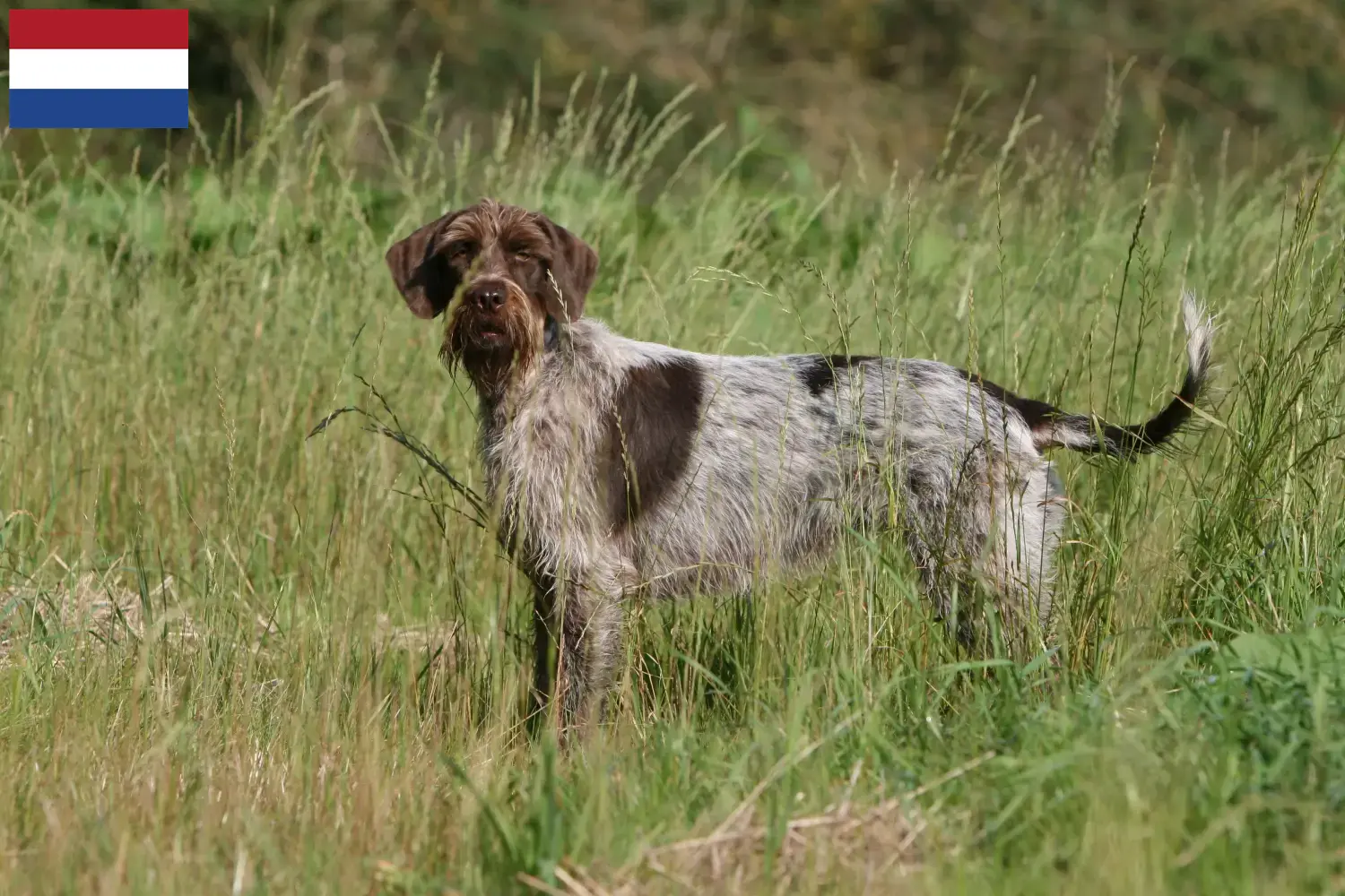 Read more about the article Griffon d’arrêt à poil dur Tenyésztők és kölykök Hollandiában