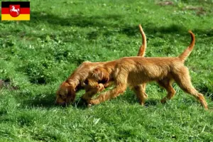 Read more about the article Griffon Fauve de Bretagne tenyésztők és kiskutyák Alsó-Szászországban