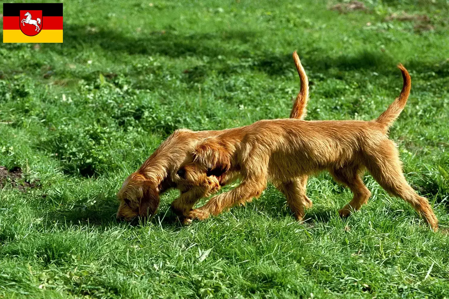 Griffon Fauve de Bretagne kölyökkutyák és tenyésztők Alsó-Szászország Alsó-Szászországban található Griffon Fauve de Bretagnes tenyésztőket itt találja.