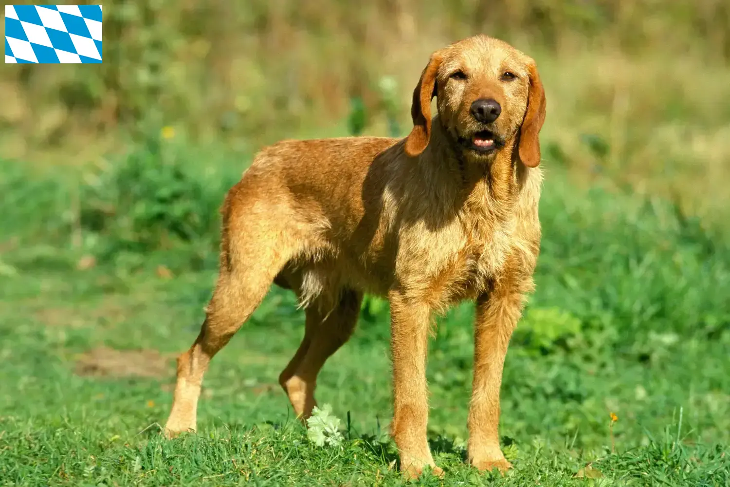 Griffon Fauve de Bretagne kölyökkutyák és tenyésztők Bajorország Bajorországi Griffon Fauve de Bretagnes tenyésztőket itt találsz.