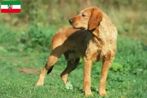 Read more about the article Griffon Fauve de Bretagne tenyésztők és kiskutyák Észak-Rajna-Vesztfália területén