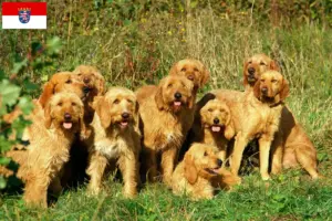 Read more about the article Griffon Fauve de Bretagne tenyésztők és kiskutyák Hessenben