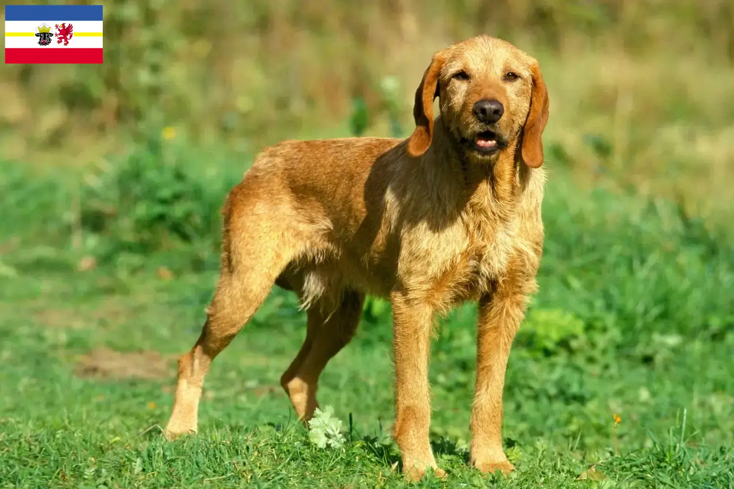 Griffon Fauve de Bretagne kölyökkutyák és tenyésztők Mecklenburg-Vorpommern tartományban Keresse meg a Griffon Fauve de Bretagnes tenyésztőket Mecklenburg-Elő-Pomeránia területén.