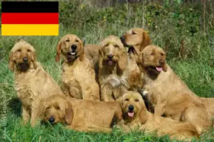 Read more about the article Griffon Fauve de Bretagne tenyésztők és kölykök Németországban