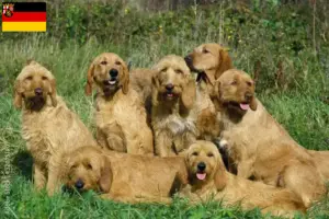 Read more about the article Griffon Fauve de Bretagne tenyésztők és kiskutyák Rajna-vidék-Pfalzban