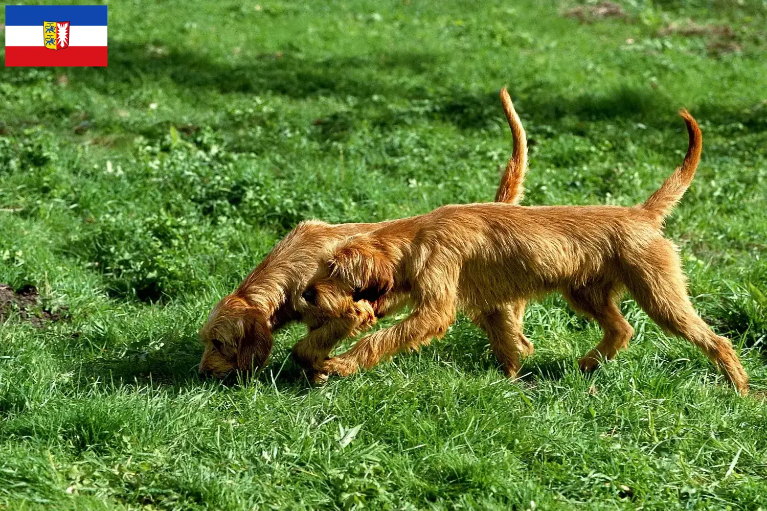 Griffon Fauve de Bretagne kölyökkutyák és tenyésztők Schleswig-Holstein Itt találhatsz Griffon Fauve de Bretagnes tenyésztőket Schleswig-Holstein területén.