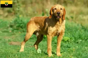 Read more about the article Griffon Fauve de Bretagne tenyésztők és kiskutyák Szász-Anhaltban