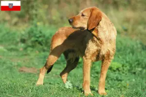 Read more about the article Griffon Fauve de Bretagne tenyésztők és kölykök Türingiában
