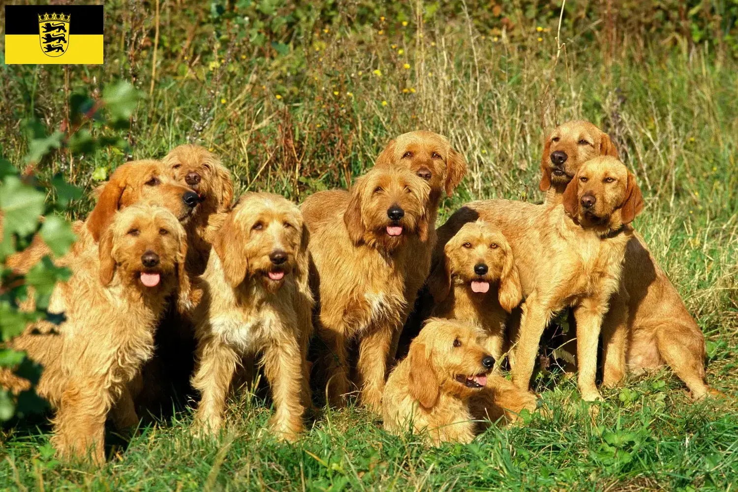 Griffon Fauve de Bretagne kölyökkutyák és tenyésztők Baden-Württembergben Itt találhatsz Griffon Fauve de Bretagnes tenyésztőket Baden-Württemberg területén.