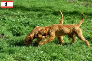 Read more about the article Griffon Fauve de Bretagne tenyésztők és kiskutyák Berlinben