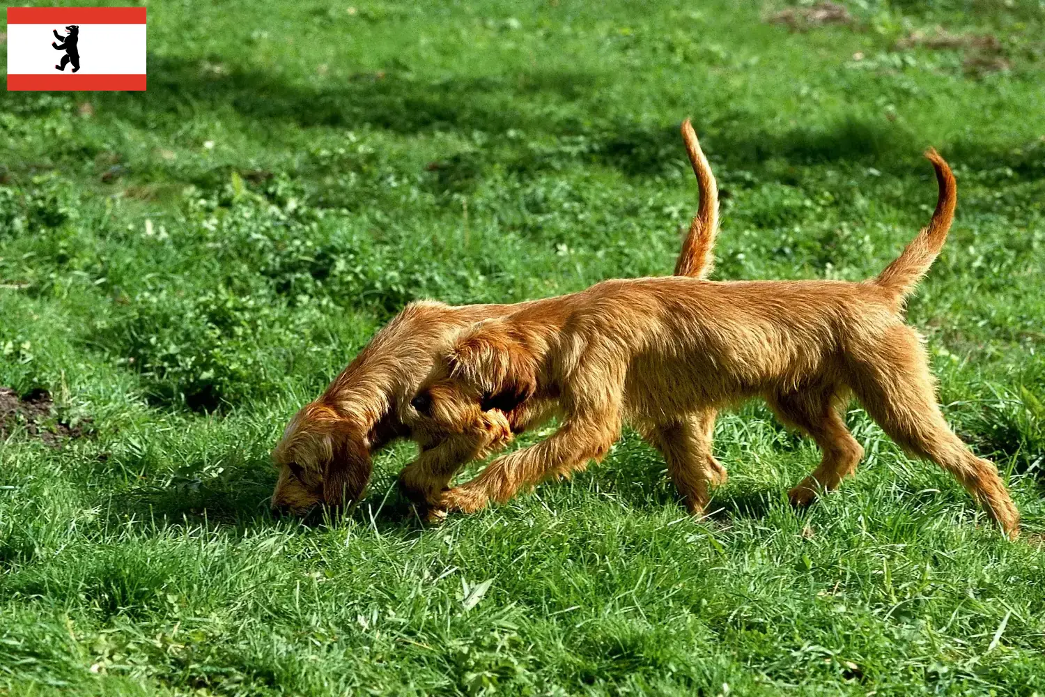 Griffon Fauve de Bretagne kölyökkutyák és tenyésztők Berlin Berlini Griffon Fauve de Bretagnes tenyésztőket itt találsz.