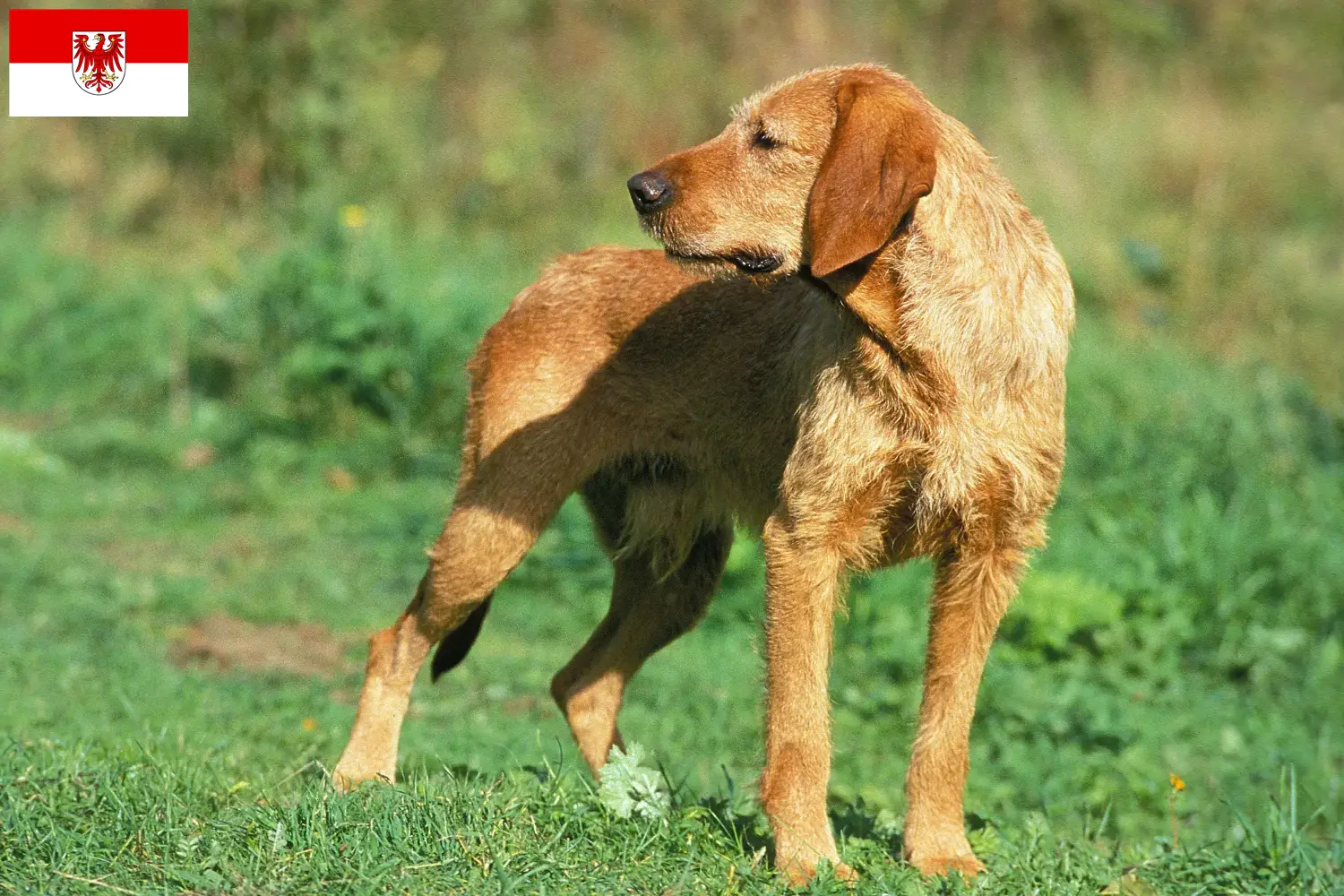 Read more about the article Griffon Fauve de Bretagne tenyésztők és kölykök Brandenburgban