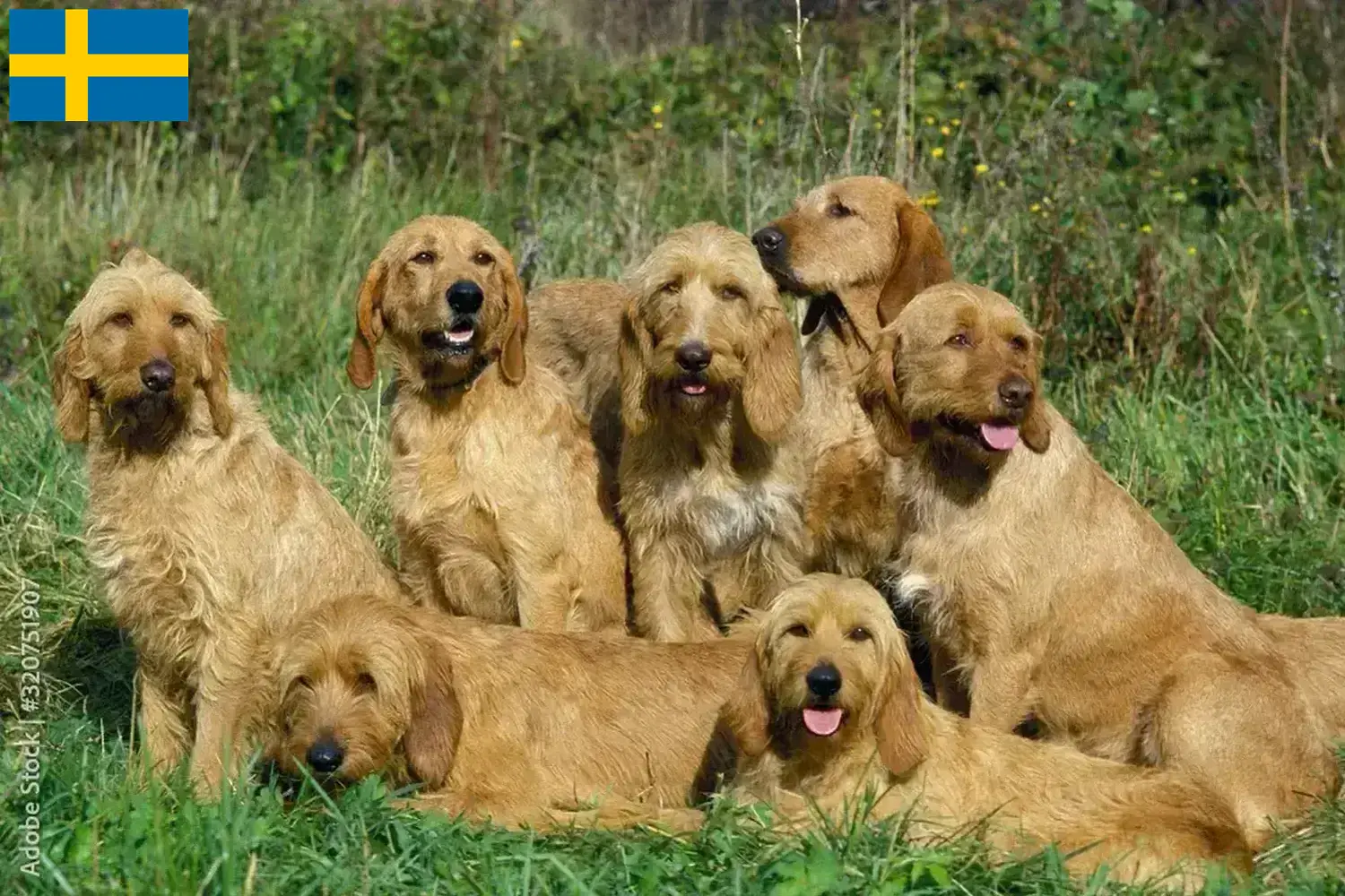 Griffon Fauve de Bretagne kölykök és tenyésztők Svédországban Svédországi Griffon Fauve de Bretagnes tenyésztőket itt találsz.