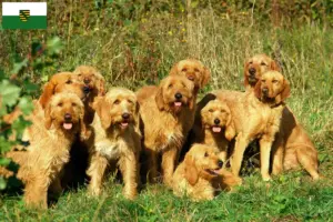 Read more about the article Griffon Fauve de Bretagne tenyésztők és kiskutyák Szászországban