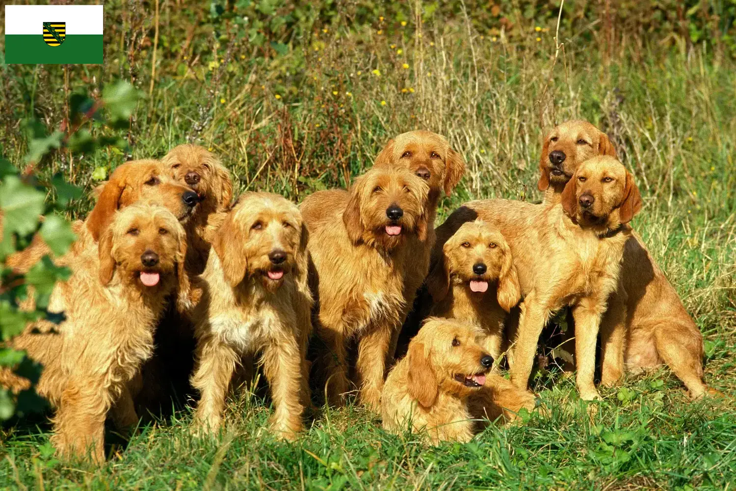 Griffon Fauve de Bretagne kölyökkutyák és tenyésztők Szászország Szászországi Griffon Fauve de Bretagnes tenyésztőket itt találsz.