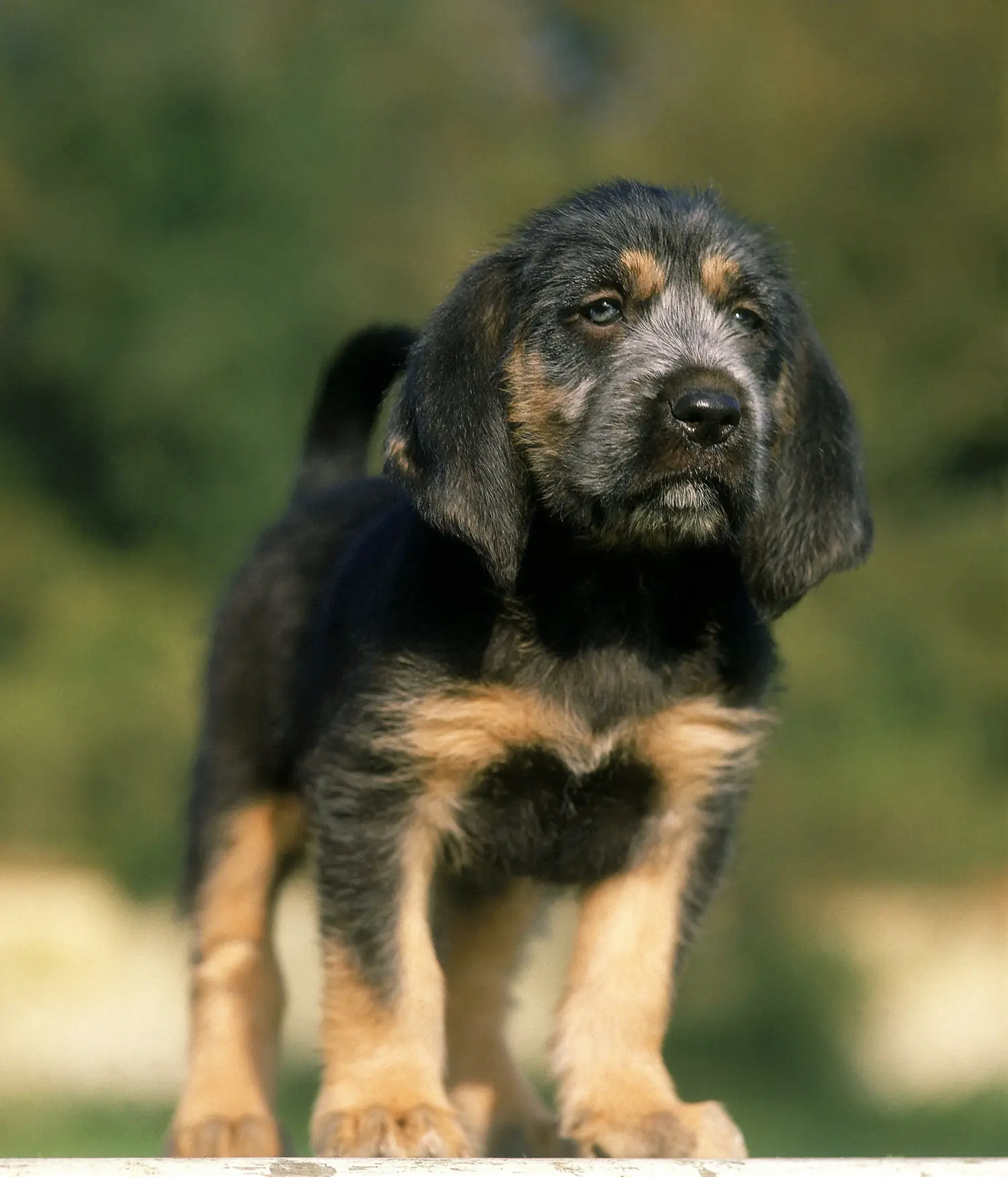 Griffon Nivernais kölyökkutya vásárlása felelősségvállalást jelent! Vásároljon Griffon Nivernais kölyökkutyákat.