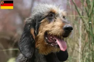 Read more about the article Griffon Nivernais tenyésztők és kölykök Rajna-vidék-Pfalzban