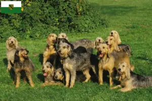 Read more about the article Griffon Nivernais tenyésztők és kölykök Szászországban