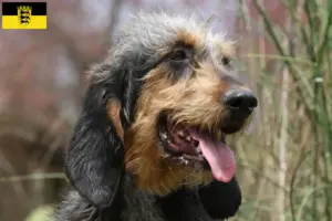 Read more about the article Griffon Nivernais tenyésztők és kölykök Baden-Württembergben