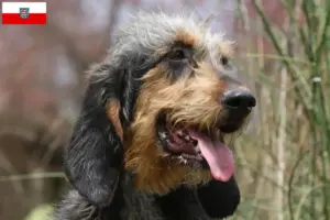 Read more about the article Griffon Nivernais tenyésztők és kölykök Türingiában