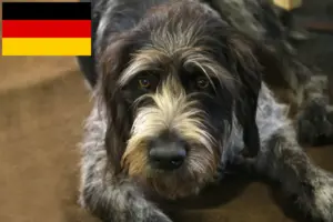 Read more about the article Griffon Nivernais tenyésztők és kölykök Németországban