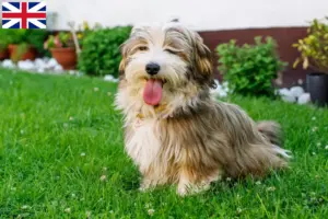 Read more about the article Havanese tenyésztők és kiskutyák Nagy-Britanniában