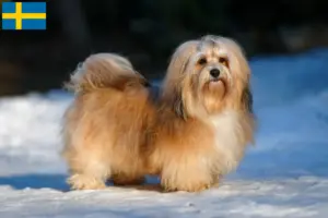 Read more about the article Havanese tenyésztők és kiskutyák Svédországban