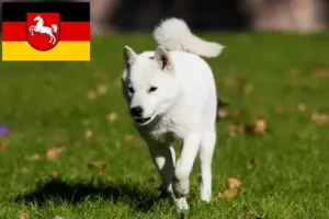 Read more about the article Hokkaido tenyésztők és kiskutyák Alsó-Szászországban